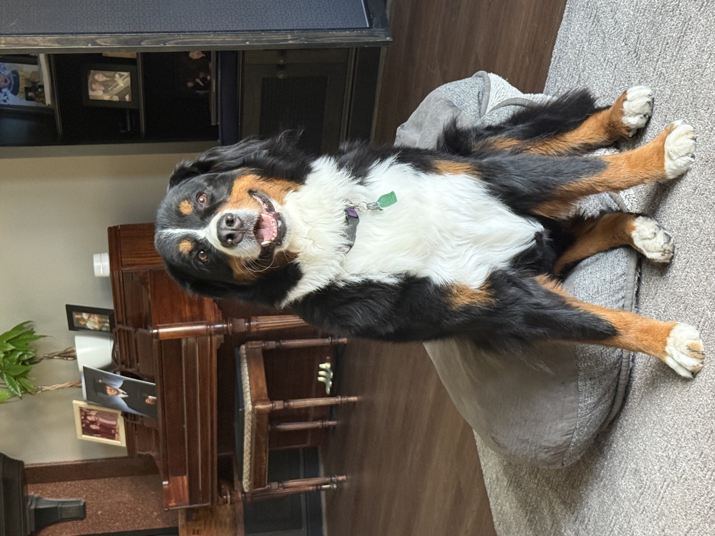 My dog